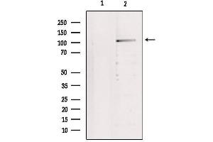 Western blot analysis of extracts from 293, using IDE Antibody. (IDE 抗体  (N-Term))