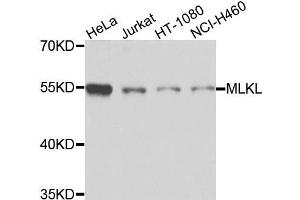 Western blot analysis of extracts of various cells, using MLKL antibody. (MLKL 抗体)