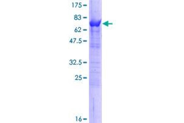 SELENBP1 Protein (AA 1-472) (GST tag)