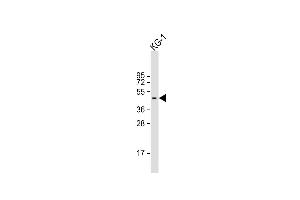 Anti-RASSF1 Antibody (Center) at 1:2000 dilution + KG-1 whole cell lysate Lysates/proteins at 20 μg per lane. (RASSF1 抗体  (AA 103-132))