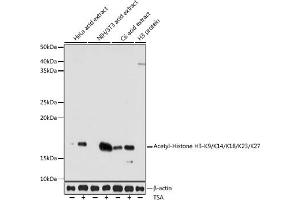 Western blot analysis of extracts of various cell lines, using Acetyl-Histone H3-K9/K14/K18/K23/K27 antibody (ABIN7267676) at 1:1000 dilution. (Histone 3 抗体  (H3K9, H3K14, H3K18, H3K23, H3K27))
