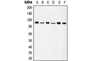 Western blot analysis of Integrin beta 5 expression in HeLa (A), SW480 (B), HT29 (C), A549 (D), Raw264. (Integrin beta 5 抗体  (C-Term))