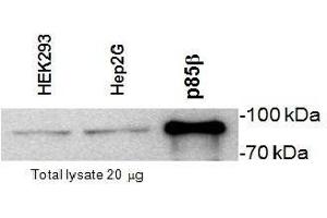 Western Blotting (WB) image for anti-Phosphoinositide 3 Kinase, p85 beta (PI3K p85b) (Subunit beta) antibody (ABIN2476135) (PIK3R2 抗体  (Subunit beta))