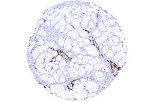 Duodenum brunner gland In the Brunner gland endothelial vWF immunostaining is strongest in venules (Recombinant VWF 抗体  (AA 1815-1939))