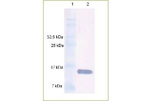 Western Blot analysis of rhuman BMP 7 using Anti-Human BMP 7 IgG Human BMP 7 protein was resolved by SDS-PAGE, transferred to a NC membrane and probed with a dilution 1: 500 of Anti-Human BMP 7 IgG. (BMP7 抗体)