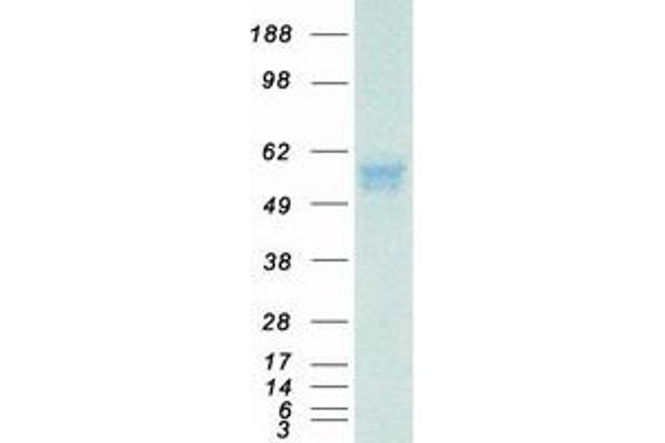 ERO1LB Protein (Myc-DYKDDDDK Tag)