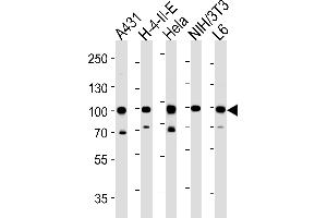 Western blot analysis in A431,H-4-II-E,Hela,mouse NIH/3T3,rat L6 cell line lysates (35ug/lane). (HSP90AB1 抗体  (C-Term))