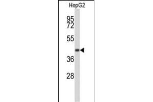 Western blot analysis of ERGIC3 Antibody (N-term) R in HepG2 cell line lysates (35 μg/lane). (ERGIC3 抗体  (N-Term))