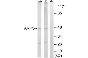 Western blot analysis of extracts from RAW264. (ACTR3 抗体  (C-Term))