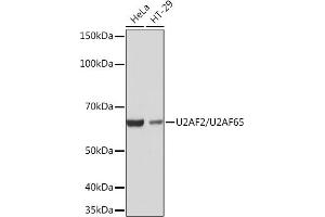 Western blot analysis of extracts of various cell lines, using U2/U2/U2 Rabbit mAb (ABIN1682786, ABIN3019042, ABIN3019043 and ABIN7101704) at 1:1000 dilution. (U2AF2 抗体)