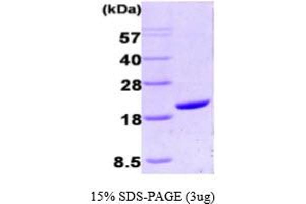 PPIA Protein (AA 1-165)