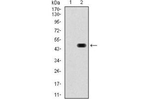 Western Blotting (WB) image for anti-RAP1A, Member of RAS Oncogene Family (RAP1A) antibody (ABIN1845372) (RAP1A 抗体)