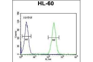 BCORL1 Antibody (N-term) (ABIN654801 and ABIN2844476) flow cytometric analysis of HL-60 cells (right histogram) compared to a negative control cell (left histogram). (BCORL1 抗体  (N-Term))