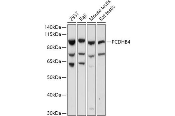 PCDHb4 抗体  (AA 28-300)