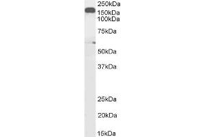 Western Blotting (WB) image for anti-Dynactin 1 (DCTN1) (C-Term) antibody (ABIN184834)