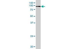 VIL1 MaxPab rabbit polyclonal antibody. (Villin 1 抗体  (AA 1-421))