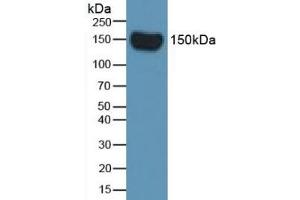 Western Blot; Sample: Rat Serum. (Complement Factor H 抗体  (AA 975-1217))