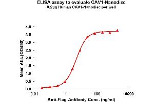 Elisa plates were pre-coated with Flag Tag -Nanodisc (0. (Caveolin-1 蛋白)
