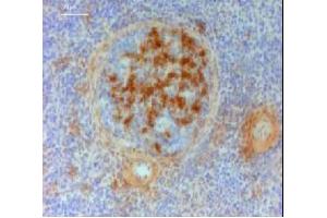 Immunohistochemistry (IHC) image for Mouse anti-Chicken IgY antibody (ABIN2474875) (小鼠 anti-小鸡 IgY Antibody)