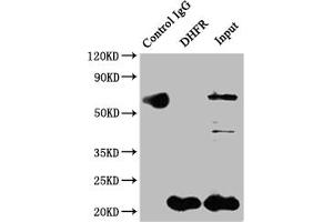 Western Blotting (WB) image for anti-Dihydrofolate Reductase (DHFR) antibody (ABIN7127454)