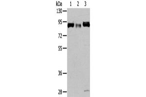 Western Blotting (WB) image for anti-Cullin 4A (CUL4A) antibody (ABIN2425717) (Cullin 4A 抗体)