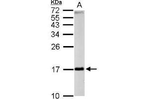 Western Blotting (WB) image for anti-Fission 1 (FIS1) (full length) antibody (ABIN2856782)