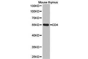 Western Blotting (WB) image for anti-CD4 (CD4) antibody (ABIN1875406) (CD4 抗体)