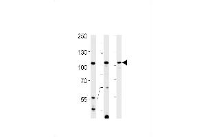 TFIP11 Antibody (N-term) (ABIN1881879 and ABIN2838979) western blot analysis in Hela,K562 cell line and rat spleen tissue lysates (35 μg/lane). (TFIP11 抗体  (N-Term))