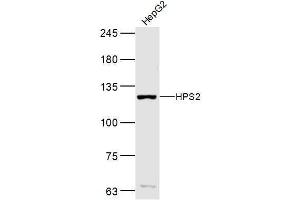 Hepg2 lysates probed with HPS2 Polyclonal Antibody, Unconjugated  at 1:300 dilution and 4˚C overnight incubation. (AP3B1 抗体  (AA 1-100))