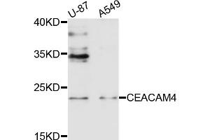 Western blot analysis of extracts of various cell lines, using CEACAM4 antibody (ABIN6003761) at 1/1000 dilution. (CEACAM4 抗体)