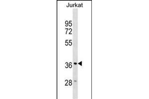 HMOX2 Antibody (N-term) (ABIN1539215 and ABIN2838325) western blot analysis in Jurkat cell line lysates (35 μg/lane). (HMOX2 抗体  (N-Term))