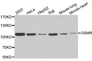 Western blot analysis of extracts of various cell lines, using OSMR antibody. (Oncostatin M Receptor 抗体)