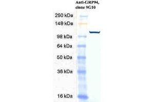 Western Blot analysis of Human HeLa cell lysates showing detection of GRP94 protein using Rat Anti-GRP94 Monoclonal Antibody, Clone 9G10 . (GRP94 抗体  (Atto 488))