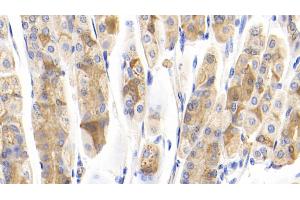 Detection of IFNa7 in Mouse Stomach Tissue using Polyclonal Antibody to Interferon Alpha 7 (IFNa7) (IFNA7 抗体  (AA 24-190))
