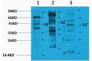 Western Blotting (WB) image for anti-Methylated Lysine (pan) antibody (ABIN3181295) (Methylated Lysine (pan) 抗体)