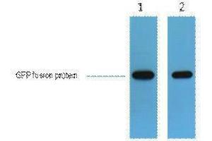 Western Blotting (WB) image for anti-Green Fluorescent Protein (GFP) antibody (ABIN3181249) (GFP 抗体)