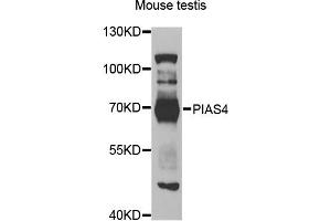 Western blot analysis of extracts of mouse testis, using PIAS4 antibody (ABIN5975368) at 1/1000 dilution. (PIAS4 抗体)