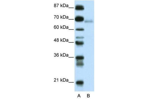 ZBTB22 抗体  (C-Term)