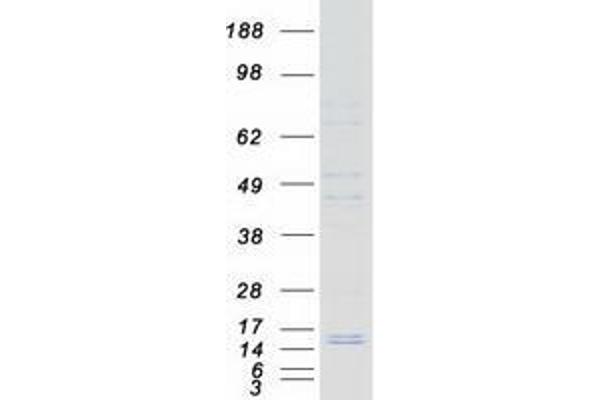 VPREB3 Protein (Myc-DYKDDDDK Tag)