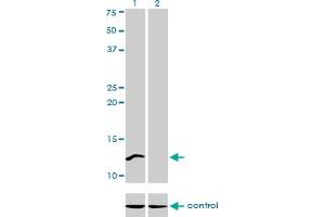 Western Blotting (WB) image for anti-Cleavage Stimulation Factor, 3' Pre-RNA, Subunit 3, 77kDa (CSTF3) (AA 1-103) antibody (ABIN560513)