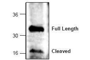 Image no. 1 for anti-Caspase 6, Apoptosis-Related Cysteine Peptidase (CASP6) (C-Term) antibody (ABIN127060) (Caspase 6 抗体  (C-Term))