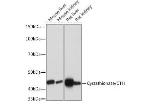 Western blot analysis of extracts of various cell lines, using Cystathionase/CTH Rabbit mAb (ABIN7266614) at 1:1000 dilution. (CTH 抗体)