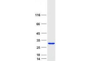 Validation with Western Blot (EFCAB1 Protein (Transcript Variant 1) (Myc-DYKDDDDK Tag))