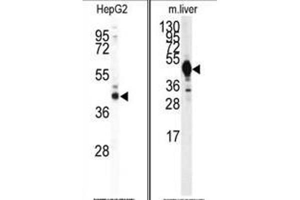 Isocitrate Dehydrogenase 抗体  (Middle Region)