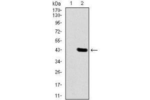 Western blot analysis using DLL4 mAb against HEK293 (1) and DLL4 (AA: 313-439)-hIgGFc transfected HEK293 (2) cell lysate. (DLL4 抗体  (AA 313-439))