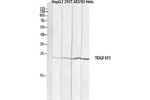 Western Blot (WB) analysis of HepG2 293T AD293 HeLa lysis using TDGF1P3 antibody. (Cripto-3 抗体)