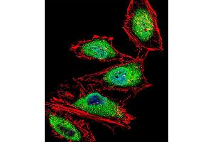Fluorescent confocal image of Hela cell stained with RUNX3 Antibody . (RUNX3 抗体  (AA 168-197))