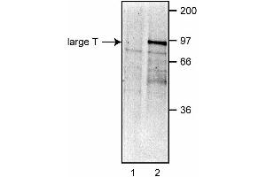 Immunoprecipitation of large T from COS-7 cells. (SV40 Large T and Small Ts 抗体)