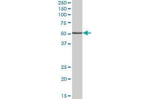 ALDH9A1 MaxPab polyclonal antibody. (ALDH9A1 抗体  (AA 1-494))