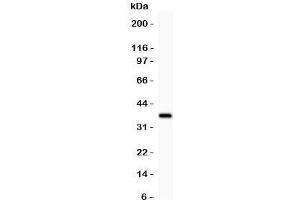 Western blot testing of GFRA1 antibody and recombinant human protein (0. (GFRA1 抗体  (AA 25-227))